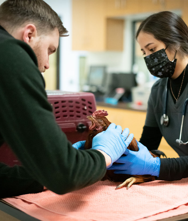 exotics Longmont Small Animal Hospital