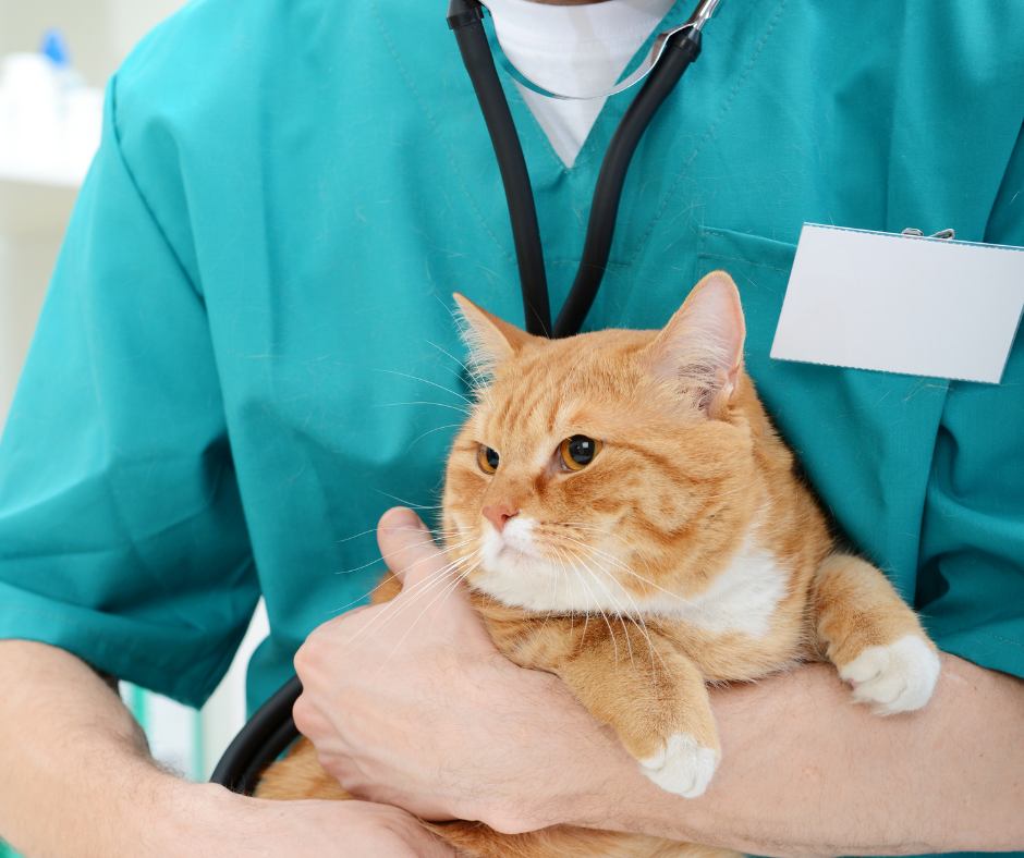 Why Preventive Veterinary Care Matters at Every Stage of Your Pet’s Life