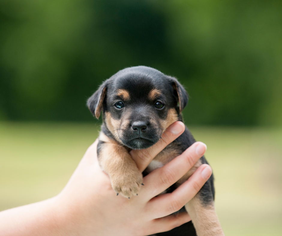 Your Puppy’s First Year: A Veterinary Care Checklist 